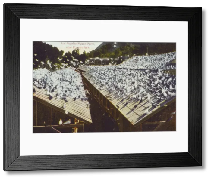 Framed Print : Los Angeles Pigeon Farm, California Framed Print : Los Angeles Pigeon Farm, California