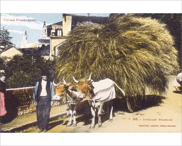 Farmer and laden ox cart