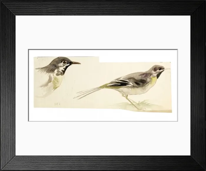 Framed Print : Watercolour study of birds Framed Print : Watercolour study of birds