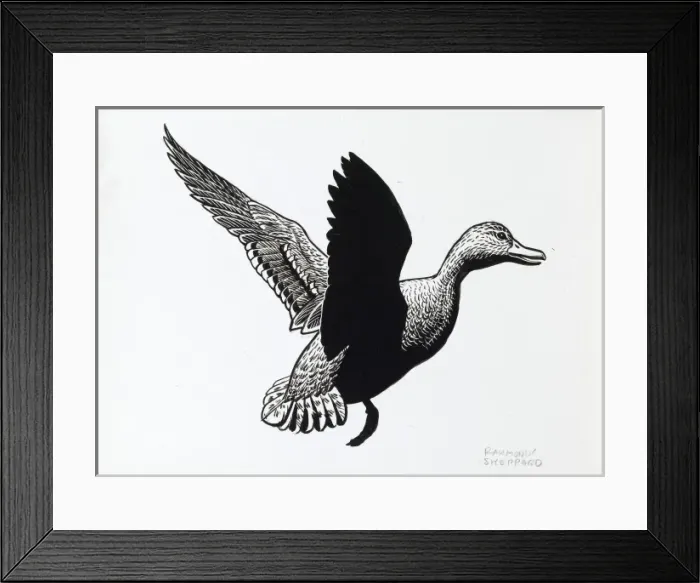 Framed Print : Duck in flight Framed Print : Duck in flight