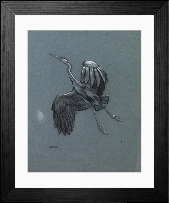 Framed Print : Study of a heron in flight Framed Print : Study of a heron in flight