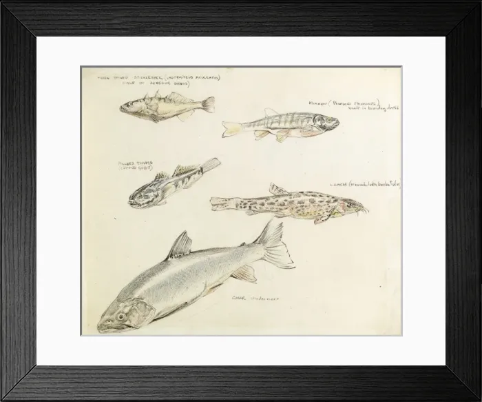 Framed Print : Drawing of various fish Framed Print : Drawing of various fish