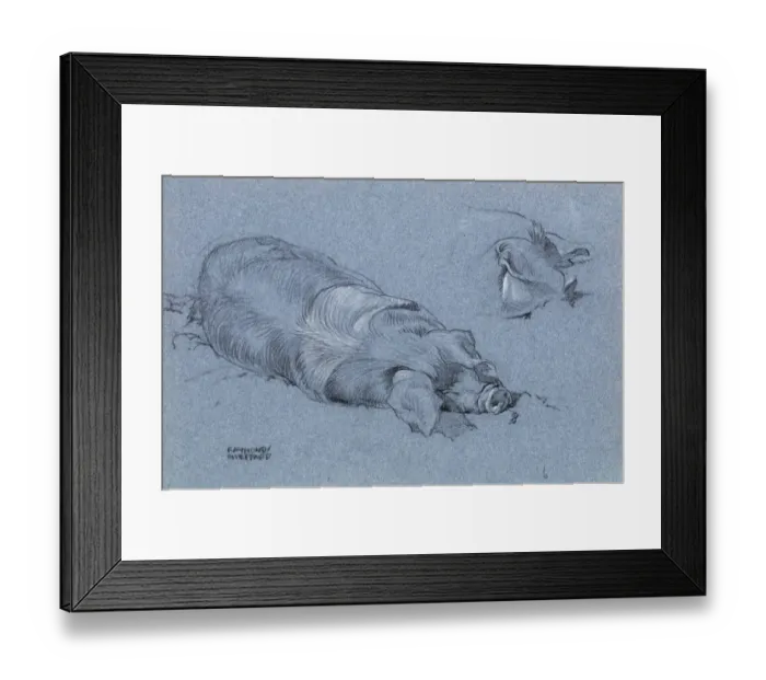 Framed Print : Sketch of a sleeping pig Framed Print : Sketch of a sleeping pig
