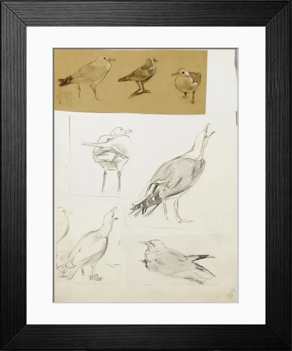 Framed Print : Studies of seagulls Framed Print : Studies of seagulls