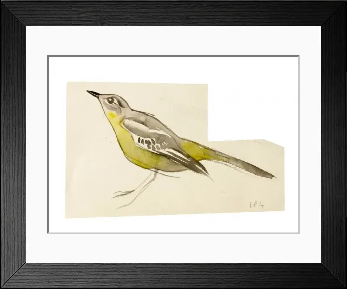 Framed Print : Watercolour study of a bird Framed Print : Watercolour study of a bird