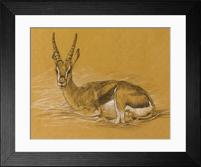 Framed Print : Sketch of an Eland Antelope Framed Print : Sketch of an Eland Antelope