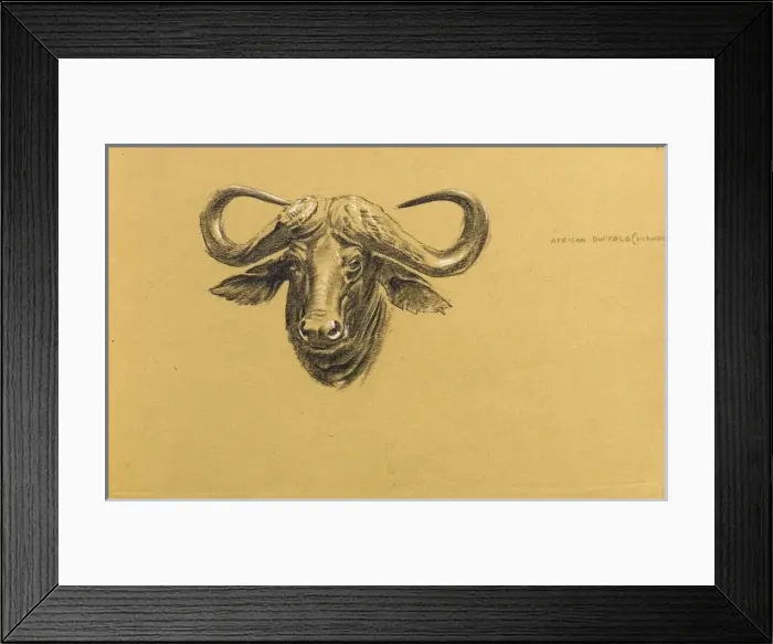 Framed Print : Head of an African Buffalo Framed Print : Head of an African Buffalo