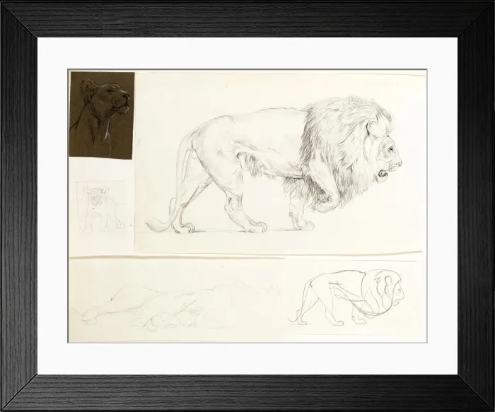 Framed Print : Studies of lions Framed Print : Studies of lions