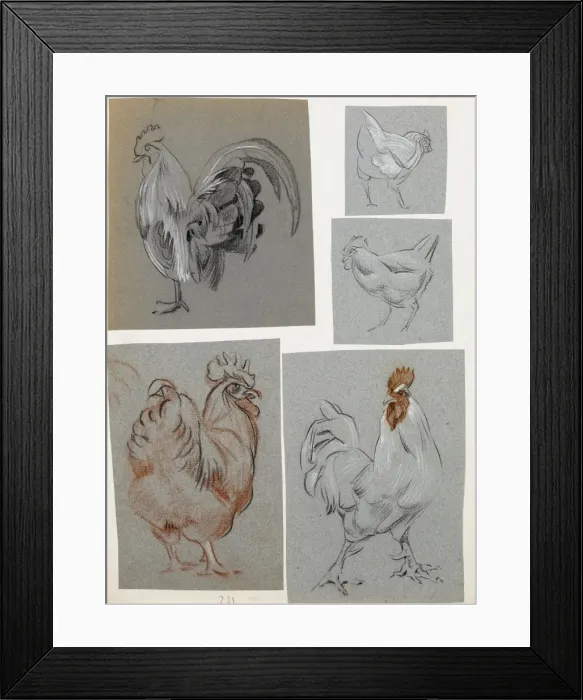Framed Print : Five studies of a cockerel Framed Print : Five studies of a cockerel
