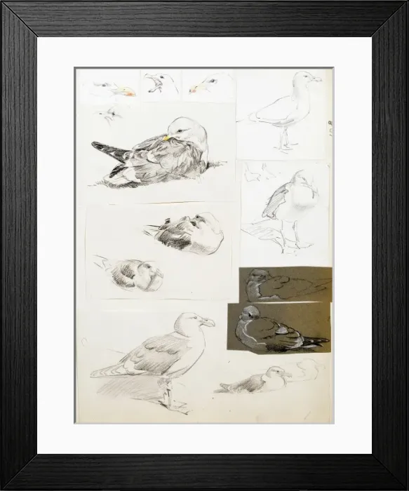 Framed Print : Studies of seagulls Framed Print : Studies of seagulls