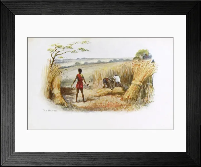 Framed Print : India - The Harvest