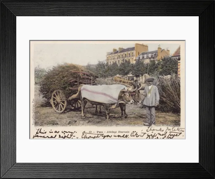 Framed Print : Pau, France - Ox Wagon carrying sticks Framed Print : Pau, France - Ox Wagon carrying sticks