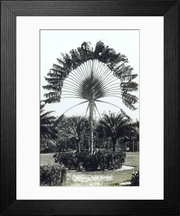 Framed Print : Travellers Palm, Malaysia Framed Print : Travellers Palm, Malaysia
