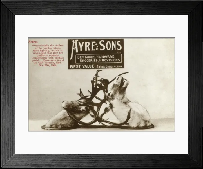 Framed Print : Two Caribou with locked antlers Framed Print : Two Caribou with locked antlers