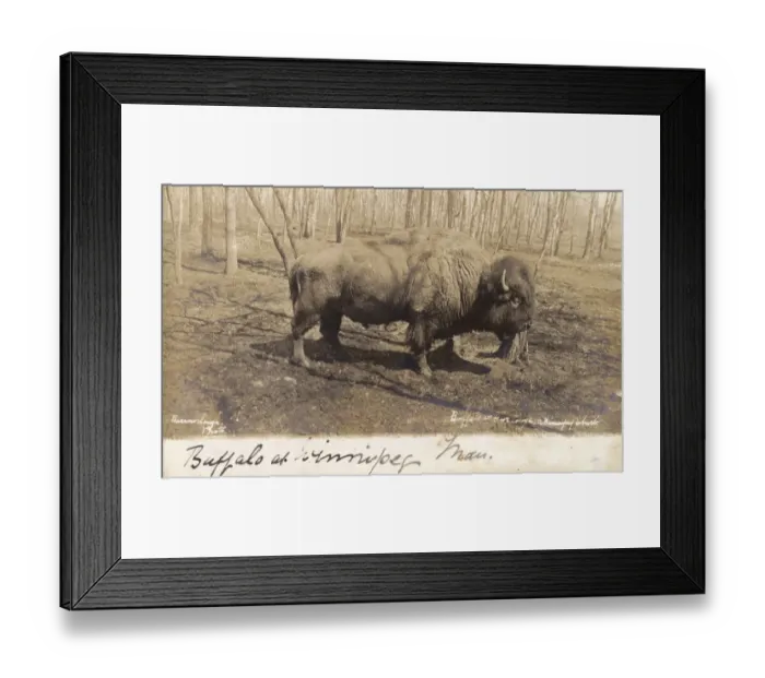 Framed Print : Canada - Buffalo at Winnipeg Framed Print : Canada - Buffalo at Winnipeg