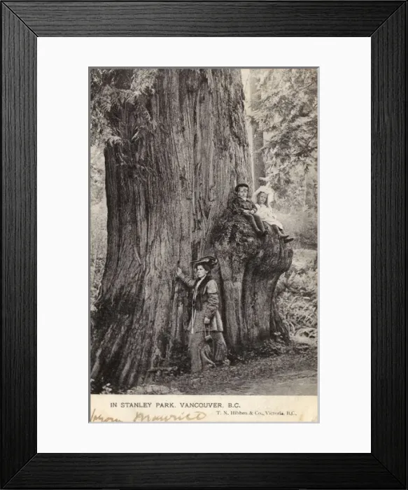 Framed Print : Vancouver - Stanley Park - Douglas Fir Tree Framed Print : Vancouver - Stanley Park - Douglas Fir Tree