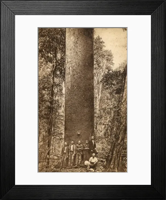 Framed Print : Australia - Mauri Pine, Queensland Framed Print : Australia - Mauri Pine, Queensland