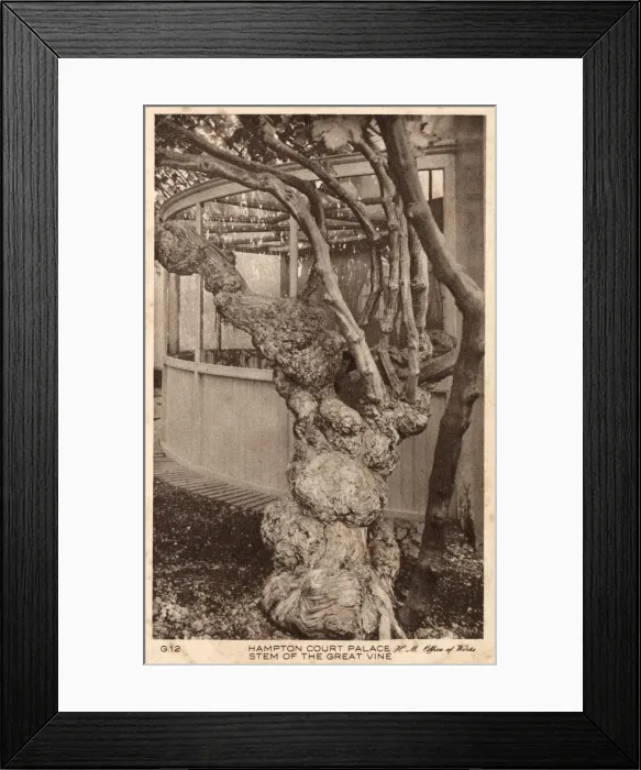 Framed Print : Stem of the Great Vine - Hampton Court Framed Print : Stem of the Great Vine - Hampton Court