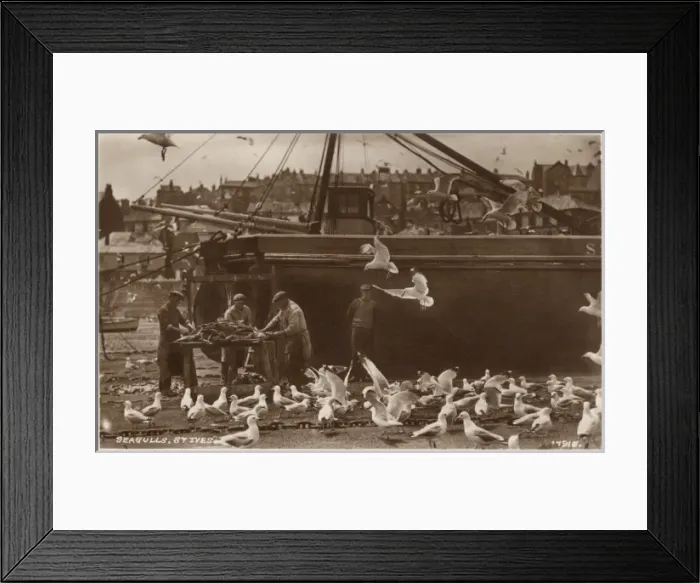 Framed Print : St. Ives, Cornwall, gutting the catch Framed Print : St. Ives, Cornwall, gutting the catch