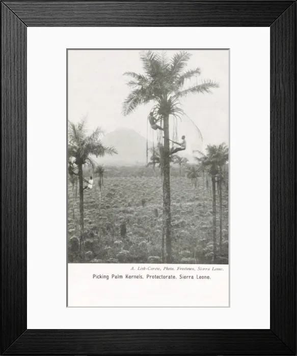 Framed Print : Sierra Leone - Picking Pine Kernels Framed Print : Sierra Leone - Picking Pine Kernels