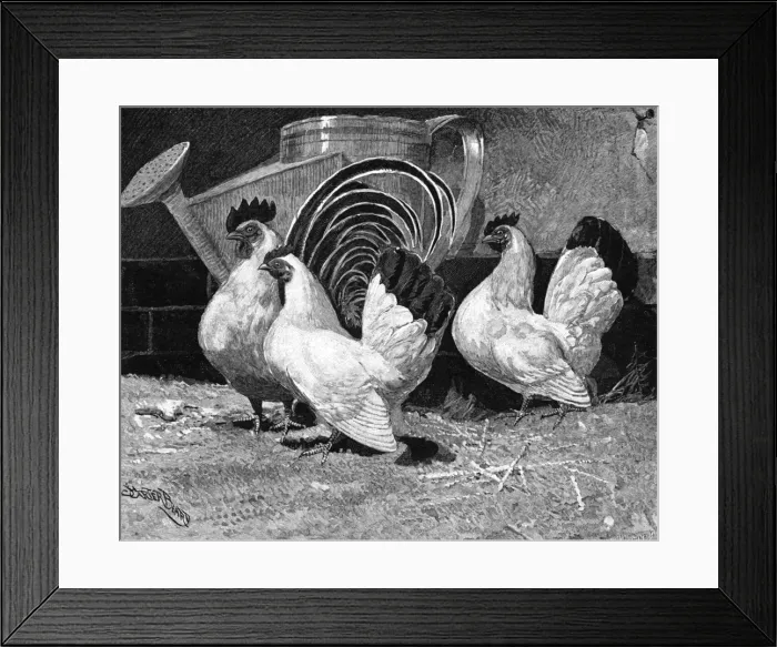 Framed Print : Japanese bantam hens, 1890 Framed Print : Japanese bantam hens, 1890