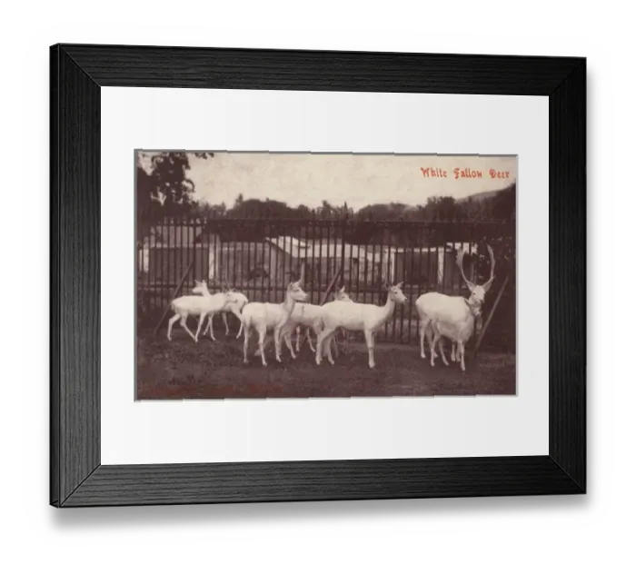Framed Print : Mysore, India - Zoological Gardens - Deer Framed Print : Mysore, India - Zoological Gardens - Deer