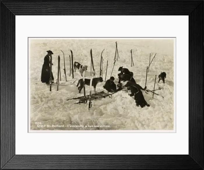 Framed Print : Avalanche victim aided by St Bernards Framed Print : Avalanche victim aided by St Bernards