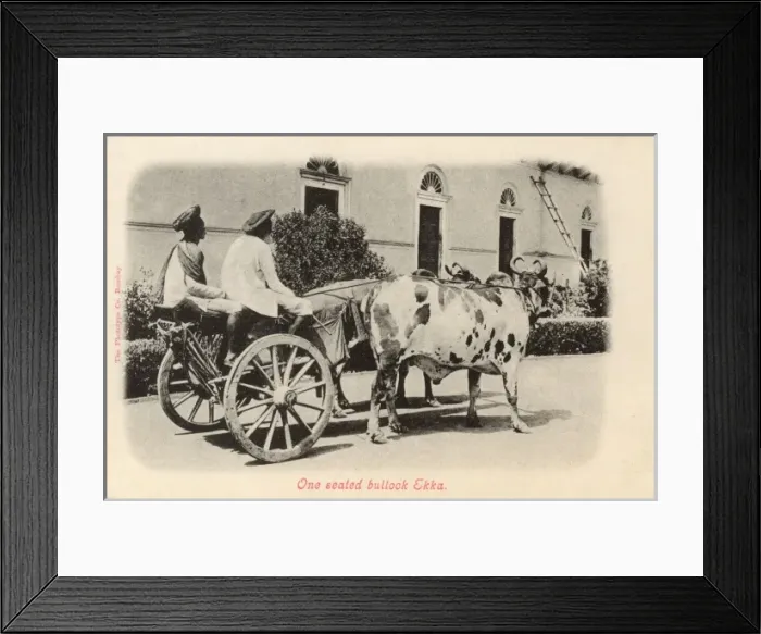Framed Print : One seated Bullock Ekka (Taxi) Framed Print : One seated Bullock Ekka (Taxi)