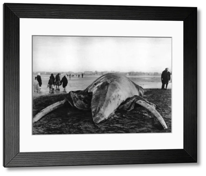 Framed Print : Decomposing whale carcass Framed Print : Decomposing whale carcass