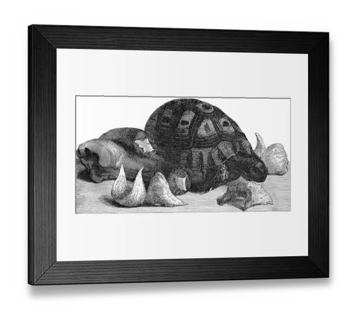 Framed Print : Turtle, swallows nests and oxtail Framed Print : Turtle, swallows nests and oxtail