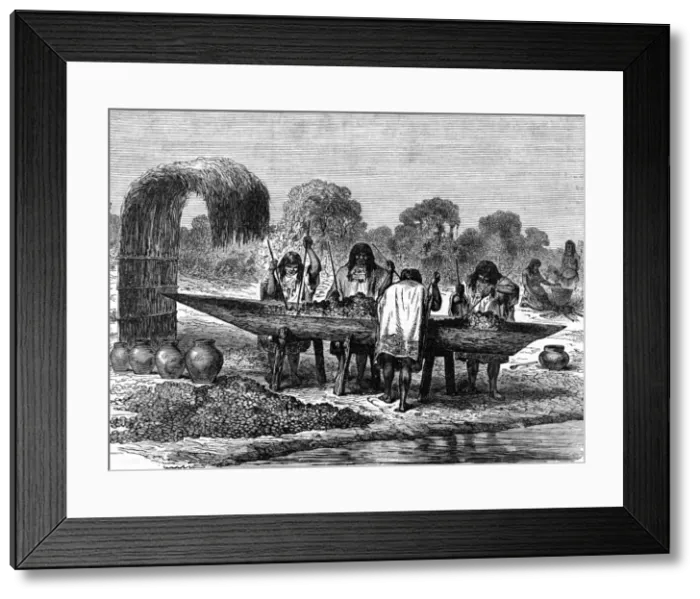 Framed Print : Brazilians mashing turtle eggs Framed Print : Brazilians mashing turtle eggs