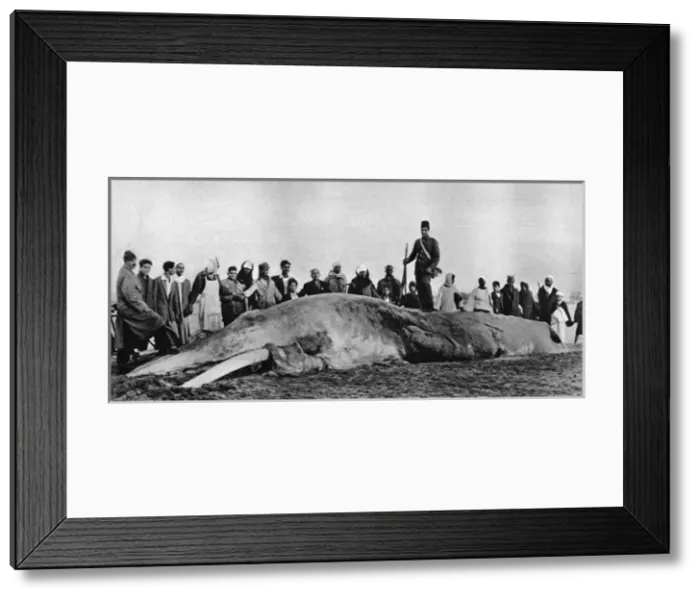 Framed Print : Decomposing whale carcass Framed Print : Decomposing whale carcass