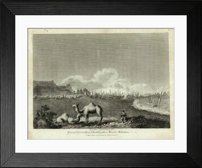 Framed Print : Cairo, Egypt, with camels and driver Framed Print : Cairo, Egypt, with camels and driver