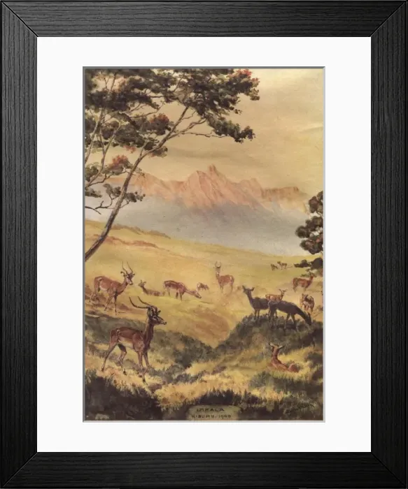 Framed Print : Impala, Kisumu Framed Print : Impala, Kisumu
