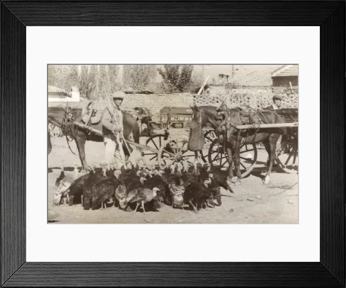 Framed Print : Turkeys in Turkey Framed Print : Turkeys in Turkey