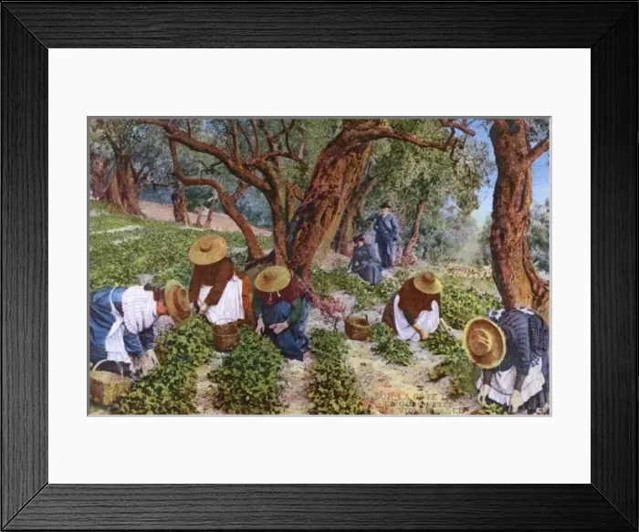 Framed Print : Picking violets on the Cote d Azur, France Framed Print : Picking violets on the Cote d Azur, France