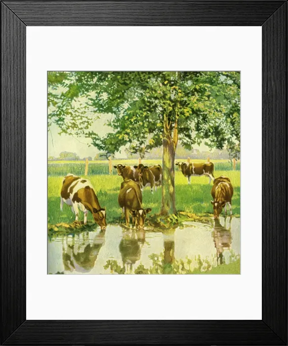 Framed Print : Cattle drinking Framed Print : Cattle drinking