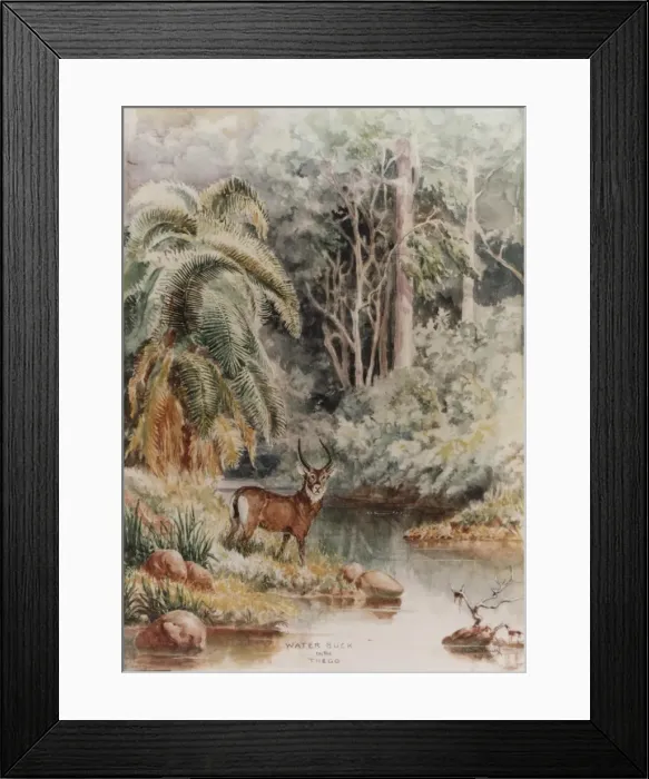 Framed Print : Water Buck on the Thego Framed Print : Water Buck on the Thego