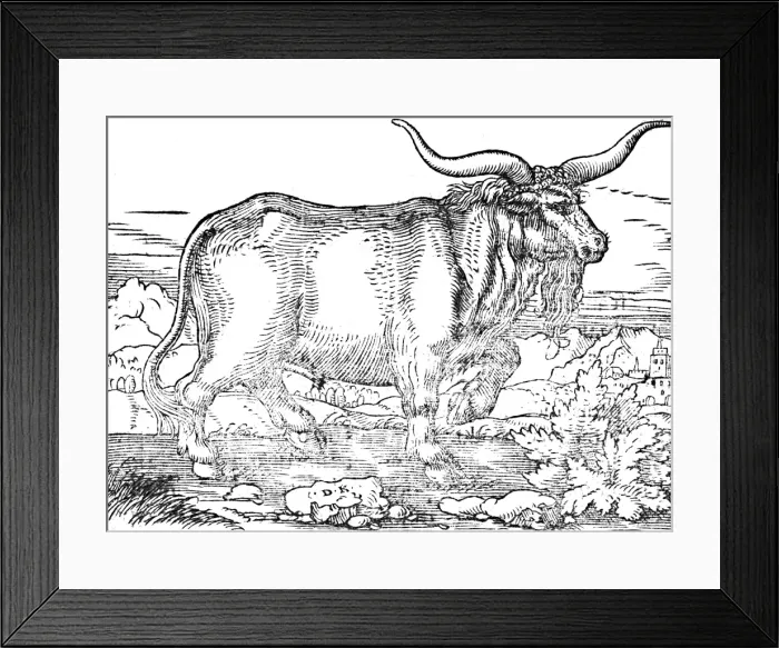 Framed Print : A prussian wild bull Framed Print : A prussian wild bull