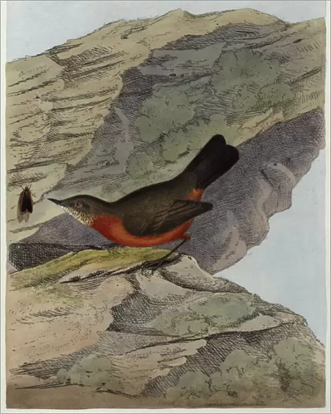 Rock Warbler from New South Wales, Australia