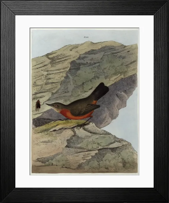 Framed Print : Rock Warbler from New South Wales, Australia Framed Print : Rock Warbler from New South Wales, Australia
