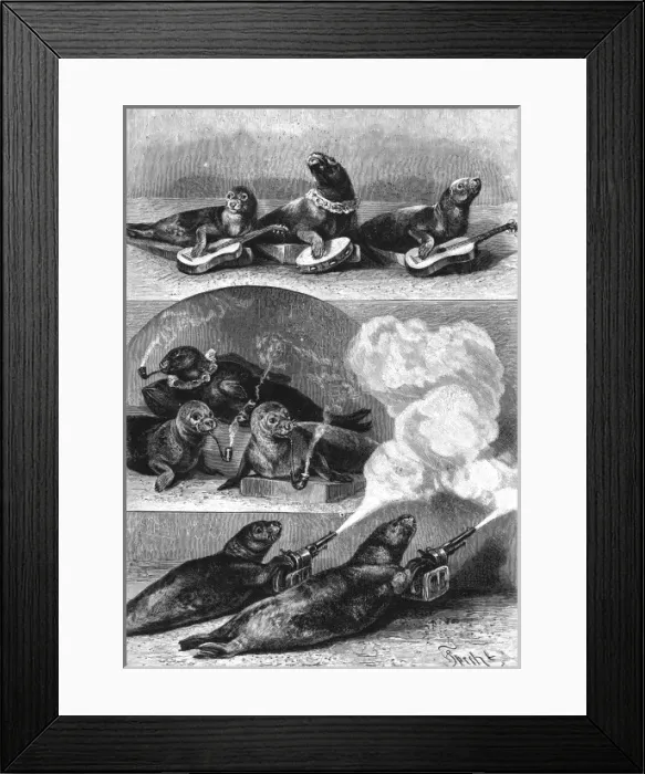 Framed Print : Performing seals at a circus, c. 1890 Framed Print : Performing seals at a circus, c. 1890