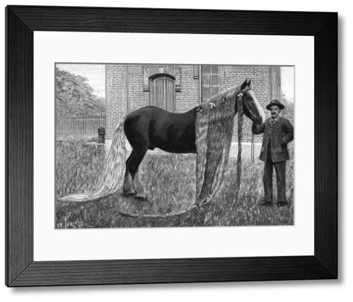 Framed Print : Horse with very long mane and tail, 1892 Framed Print : Horse with very long mane and tail, 1892
