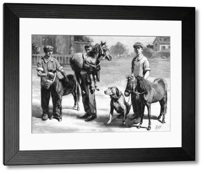 Framed Print : Miniature horses, 1904 Framed Print : Miniature horses, 1904
