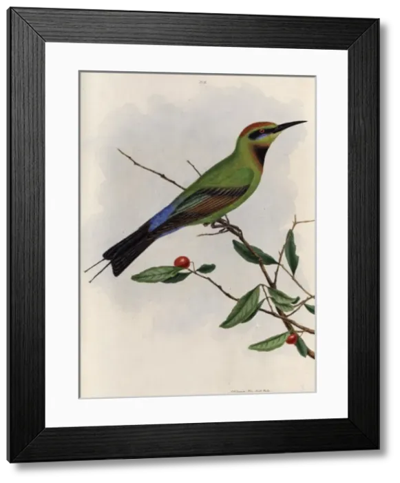 Framed Print : Bee-eater from New South Wales, Australia Framed Print : Bee-eater from New South Wales, Australia