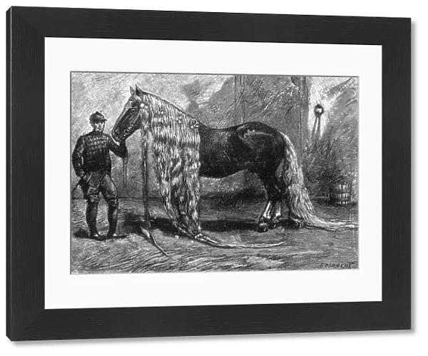 Horse with the longest mane and tail in the world, 1895
