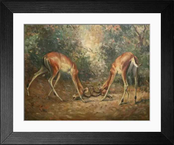 Framed Print : Two Impala rutting Framed Print : Two Impala rutting