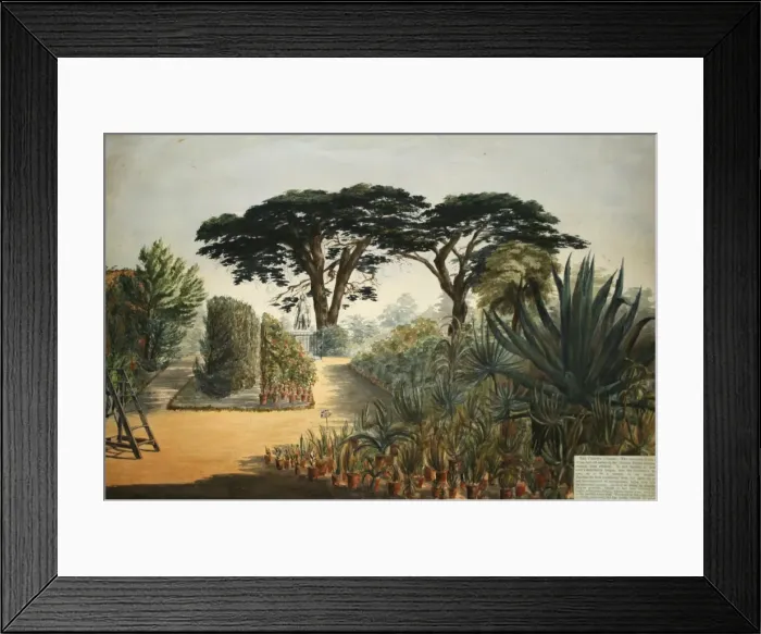 Framed Print : Botanic Garden, Chelsea, London Framed Print : Botanic Garden, Chelsea, London