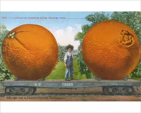 Carload of Mammoth Navel Oranges