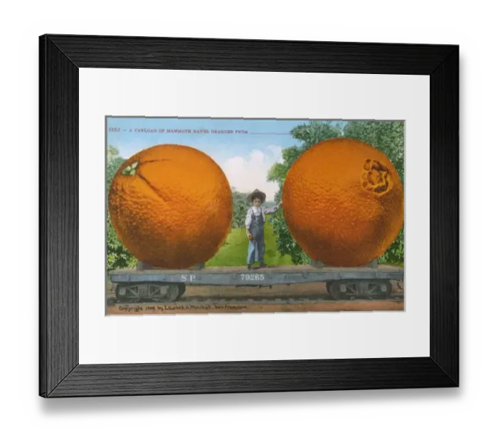 Framed Print : Carload of Mammoth Navel Oranges Framed Print : Carload of Mammoth Navel Oranges